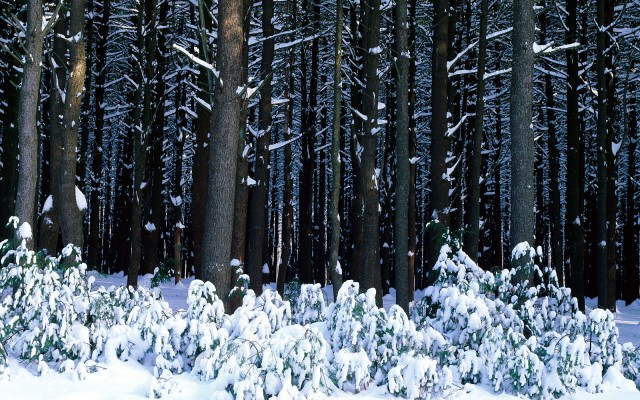 Nature. Desktop wallpaper