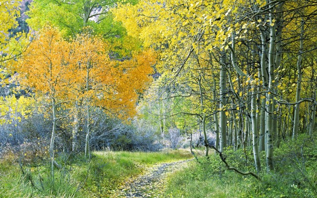 Nature. Desktop wallpaper