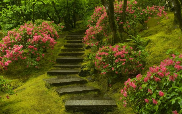 Nature. Desktop wallpaper
