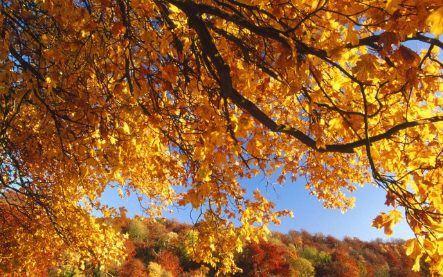 Nature. Desktop wallpaper