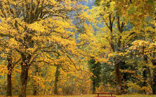 Nature. Desktop wallpaper