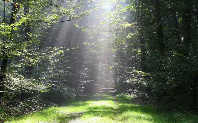 Nature. Desktop wallpaper