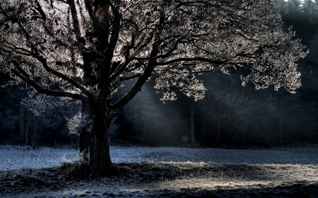 Nature. Desktop wallpaper