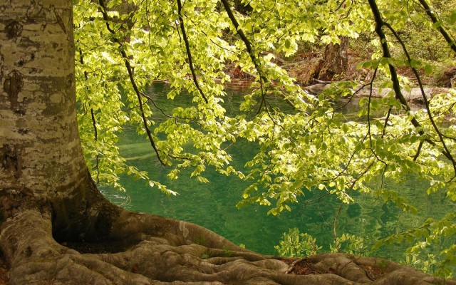Nature. Desktop wallpaper