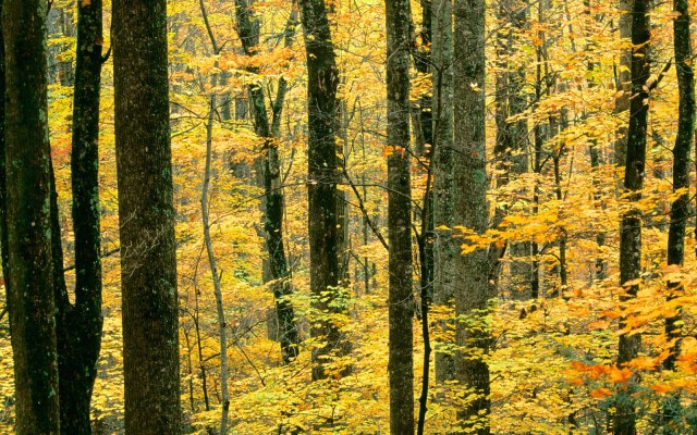 Nature. Desktop wallpaper