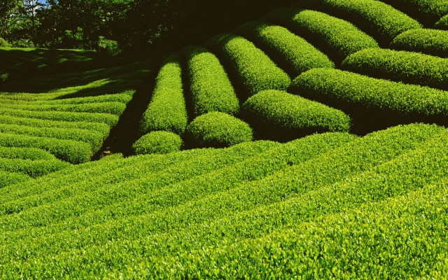 Nature. Desktop wallpaper