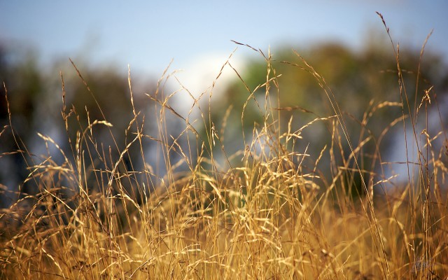Nature. Desktop wallpaper