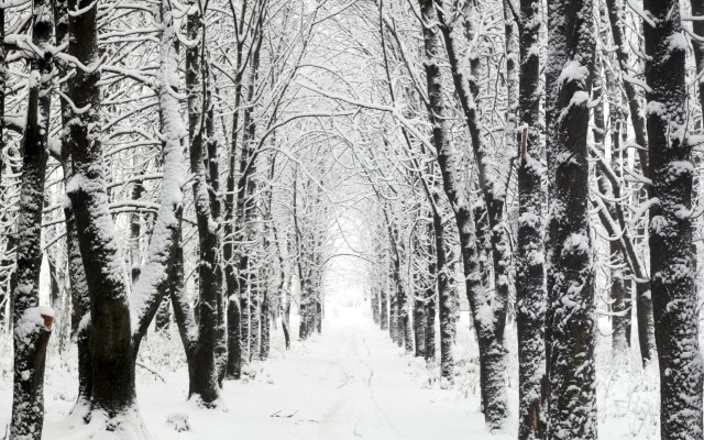 Nature. Desktop wallpaper
