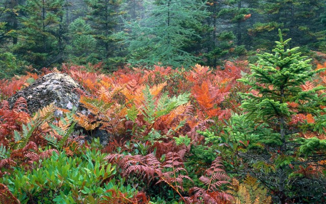 Nature. Desktop wallpaper