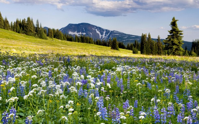 Nature. Desktop wallpaper
