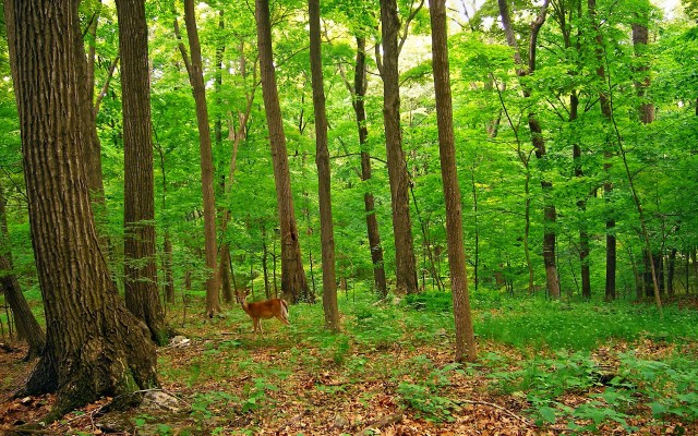 Nature. Desktop wallpaper