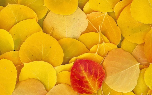 Nature. Desktop wallpaper