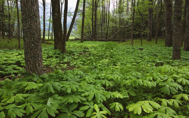 Nature. Desktop wallpaper