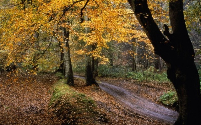 Nature. Desktop wallpaper