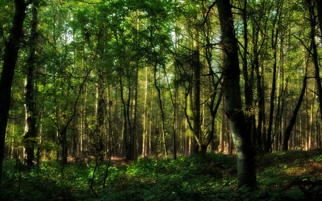 Nature. Desktop wallpaper