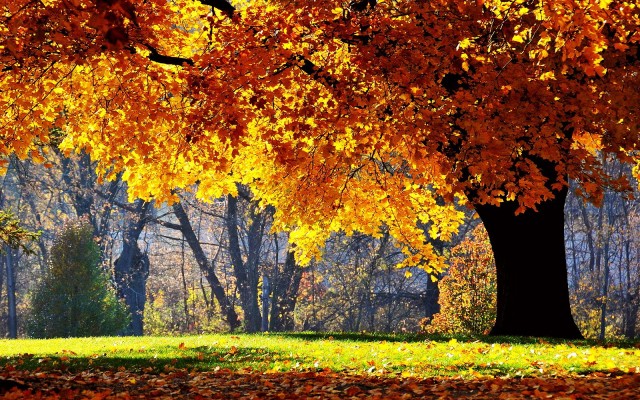 Nature. Desktop wallpaper