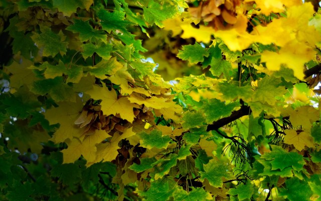 Nature. Desktop wallpaper