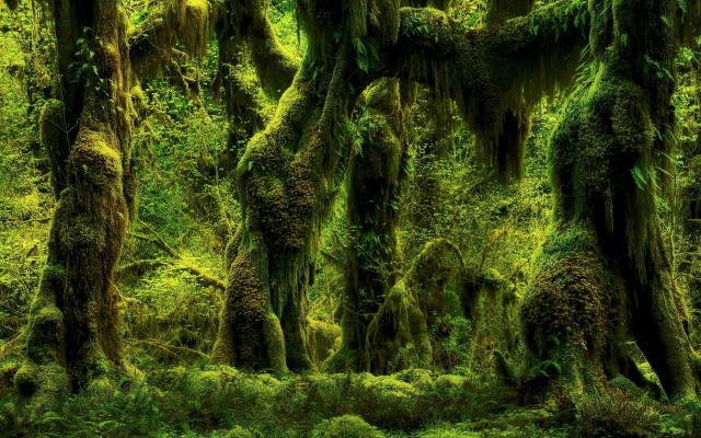 Nature. Desktop wallpaper
