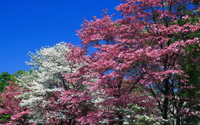 Nature. Desktop wallpaper