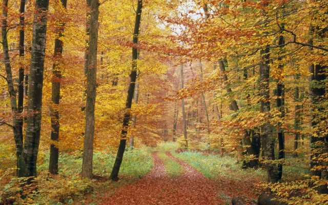 Nature. Desktop wallpaper