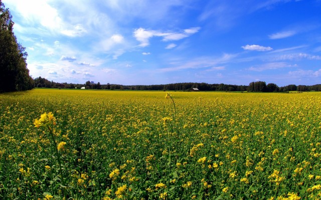 Nature. Desktop wallpaper