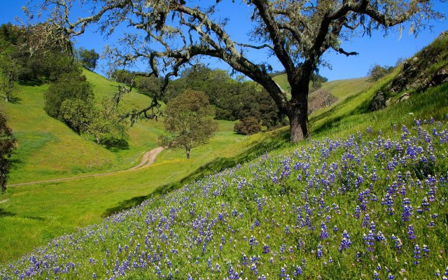 Nature. Desktop wallpaper