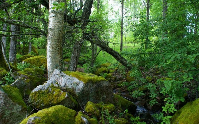 Nature. Desktop wallpaper