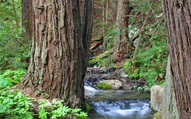 Nature. Desktop wallpaper