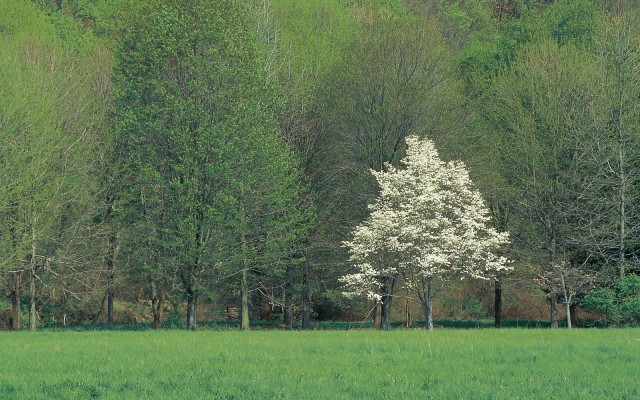 Nature. Desktop wallpaper