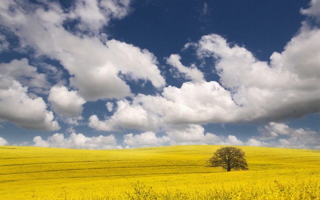 Nature. Desktop wallpaper