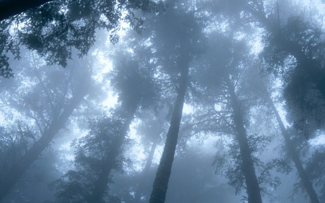 Nature. Desktop wallpaper