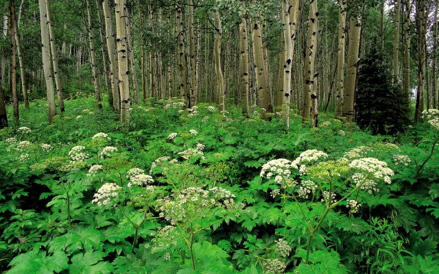Nature. Desktop wallpaper