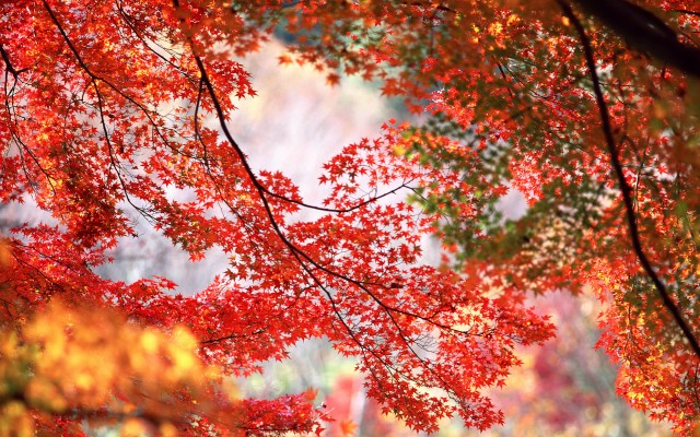 Nature. Desktop wallpaper