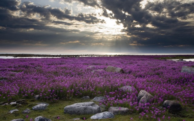 Nature. Desktop wallpaper