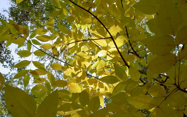 Nature. Desktop wallpaper