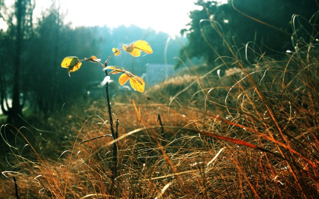 Nature. Desktop wallpaper