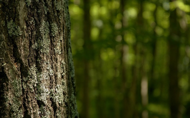 Nature. Desktop wallpaper