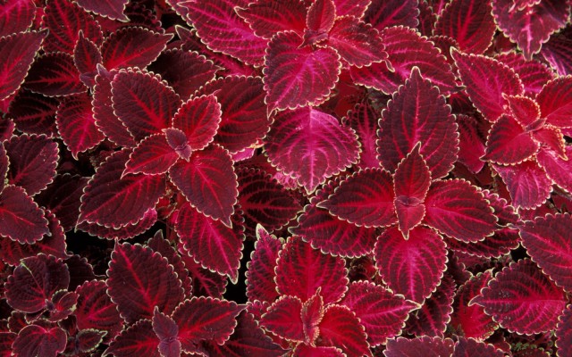 Nature. Desktop wallpaper