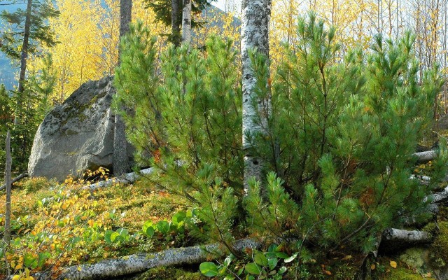 Nature. Desktop wallpaper
