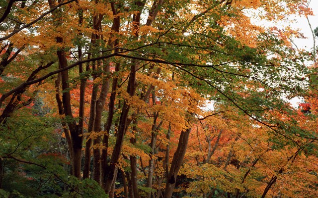 Nature. Desktop wallpaper