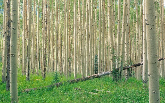 Nature. Desktop wallpaper