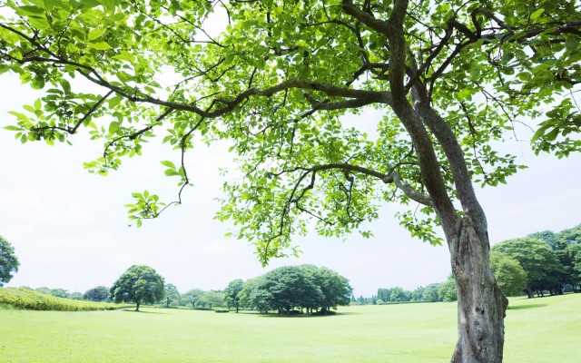 Nature. Desktop wallpaper