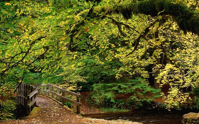 Nature. Desktop wallpaper