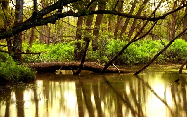 Nature. Desktop wallpaper