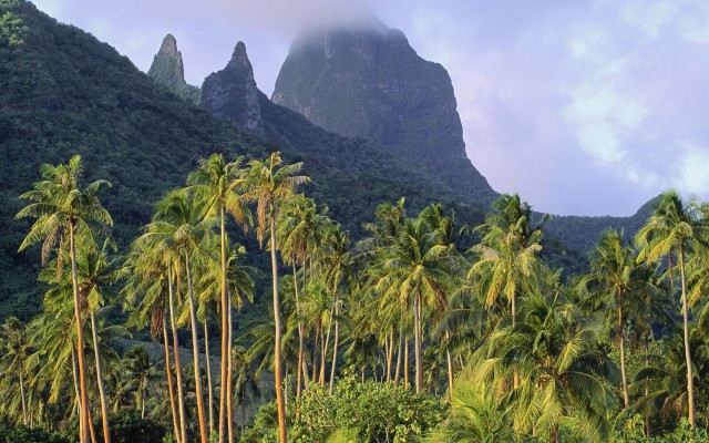 Nature. Desktop wallpaper