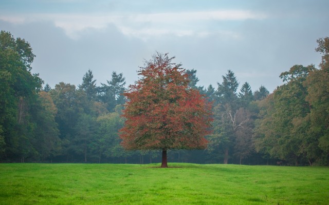 Nature. Desktop wallpaper
