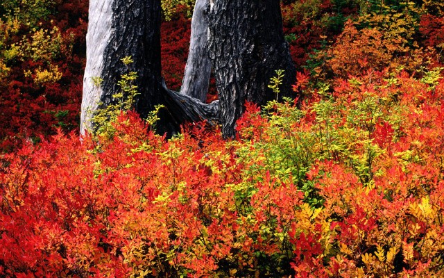 Nature. Desktop wallpaper