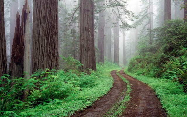 Nature. Desktop wallpaper