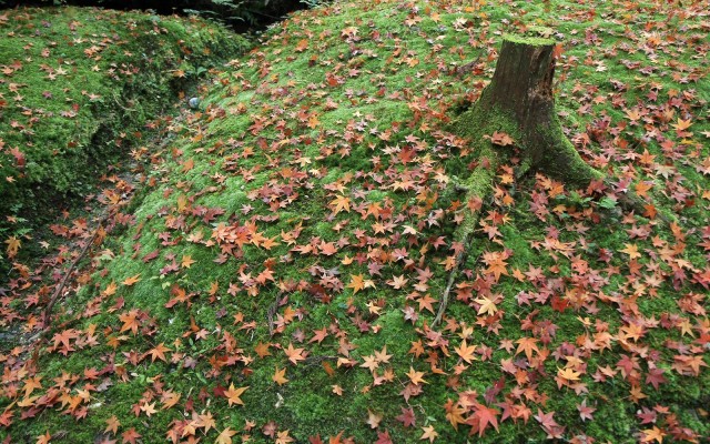 Nature. Desktop wallpaper