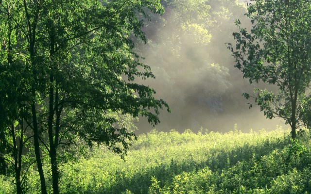 Nature. Desktop wallpaper